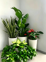 慈溪办公室绿植租赁-江北办公室植物租赁-宁波花木租摆布置-海曙绿植租赁商家